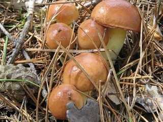 Ложный подберезовик: как он выглядит и как отличить его от съедобного гриба?