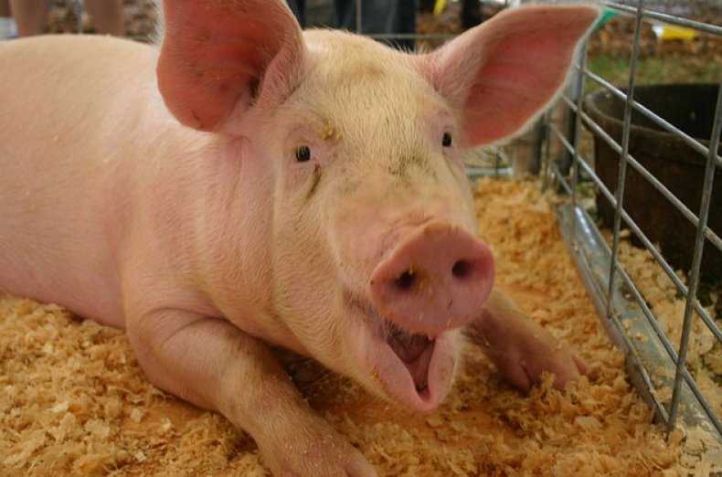 Глубокая подстилка для свиней: новые технологии содержания животных