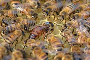О пчелах бакфаст: порода пчел их недостаток, характеристика пчеломатки