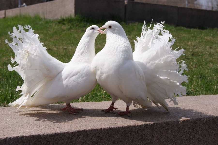 Почему нельзя кормить голубей на улице