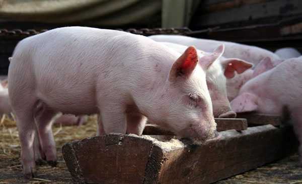 Свиной комбикорм: как запарить сухой в гранулах, можно ли кормить вьетнамских поросят
