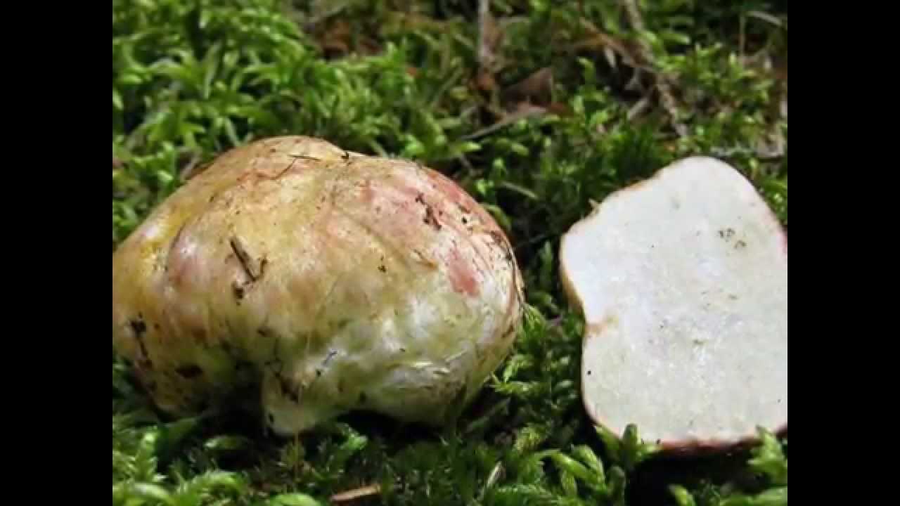 Часть гриба под землёй. ризопогон обычный (rhizopogon vulgaris)