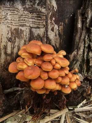 Зимний гриб (flammulina velutipes): где растет, виды, фото