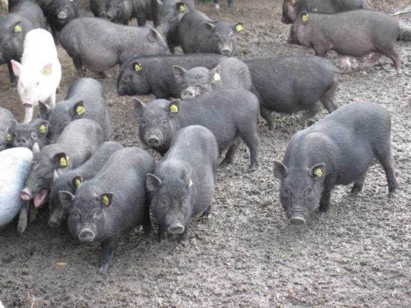 Советы разведения вислобрюхих вьетнамских свиней в домашних условиях