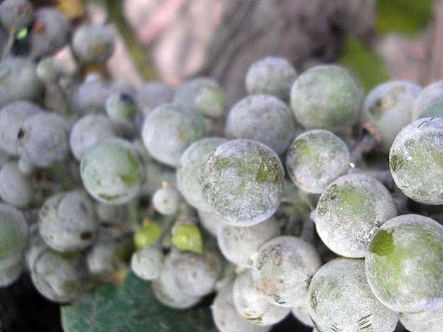 Фунгициды для винограда: сроки обработки и правила применения