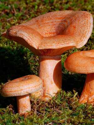 Как чистить грибы рыжики для варки и засолки на зиму: фото и видео-рекомендации