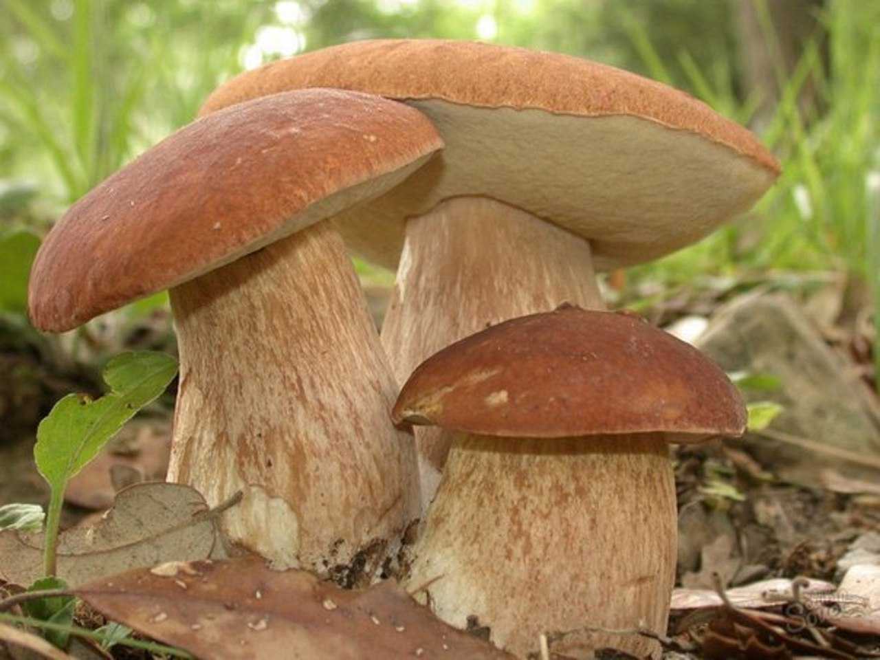 Где растут белые грибы