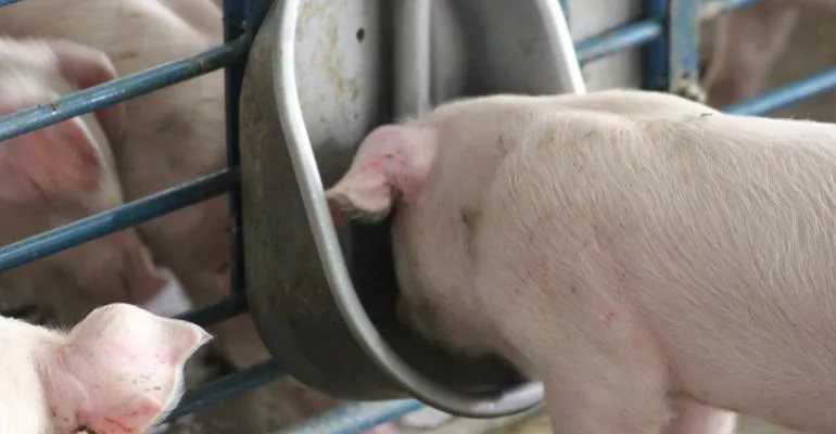 Как сделать поилку для свиней — ниппельные, трубные и вакуумные варианты