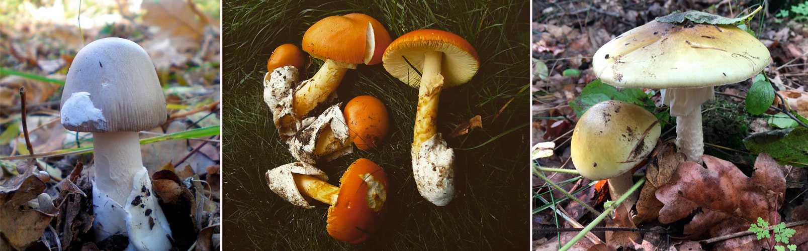 Поплавок шафрановый: где растет и как распознать гриб