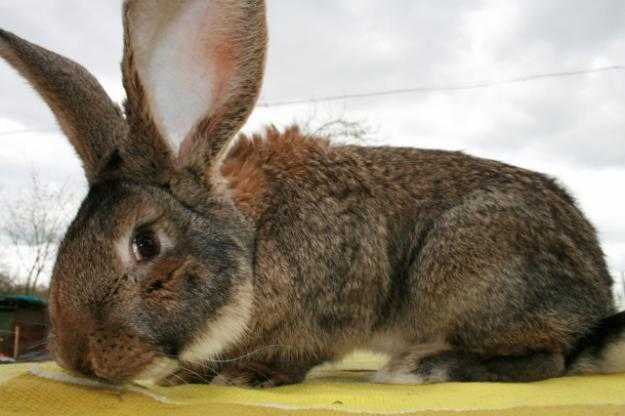 Кролики ризен: описание, выбор, уход, размножение