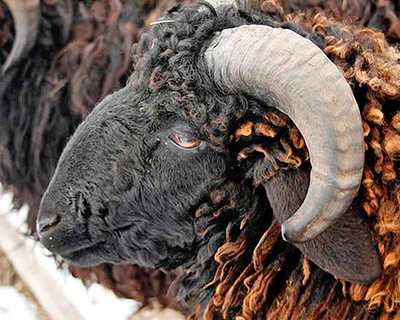 Эдильбаевская порода овец: характеристика и фото
