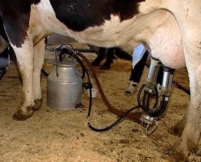 Антибрык для коров: как сделать своими руками? как правильно спутать корову, чтобы можно было подоить? народные методы, чтобы отучить первотелку лягаться