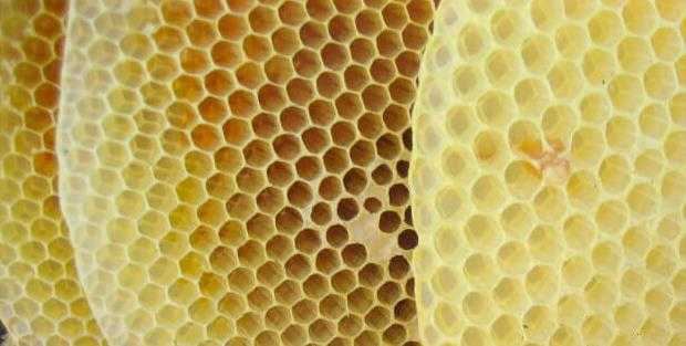 Какую роль и значение играют пчелы в природе и жизни человека