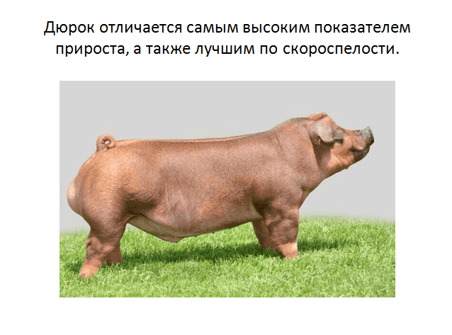 Свиньи породы пьетрен (24 фото): характеристика породы и особенности выращивания поросят