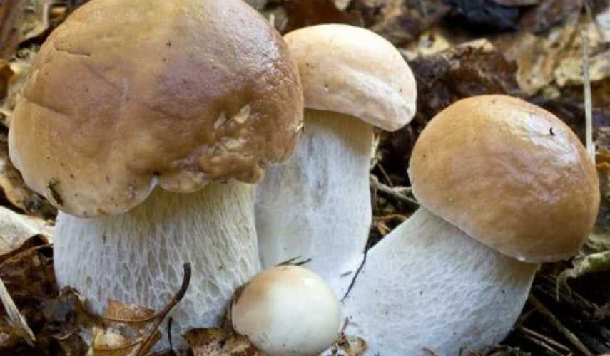 Белые грибы на зиму, маринованные, замороженные, жаренные и соленые в банках