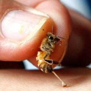 Апивир для пчел: инструкция