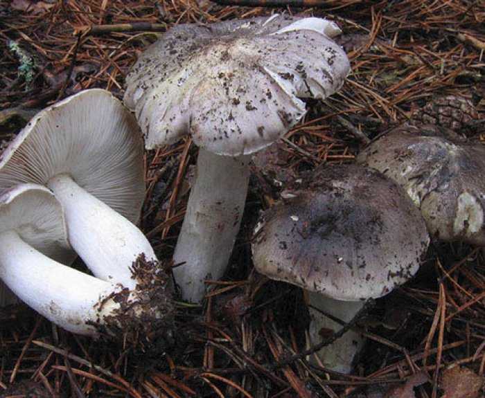 Рядовка мыльная (tricholoma saponaceum): фото, описание и рецепты приготовления гриба