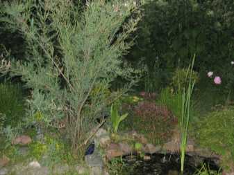 Тамарикс (гребенщик): виды кустарника и выращивание