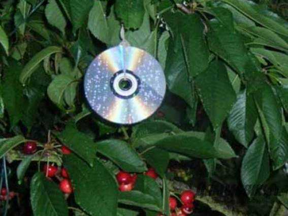 Как отпугнуть птиц от черешни - 9 способов защиты ягоды в саду и на дачном участке, как спасти и уберечь от воробьев плодовые деревья