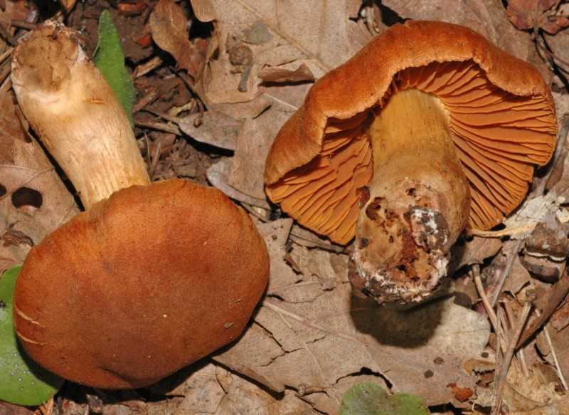 Паутинник превосходный (cortinarius praestans): фото, описание и рецепты приготовления гриба