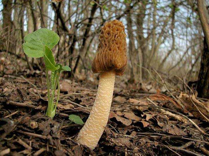 Сморчковая шапочка – сморщенный гриб