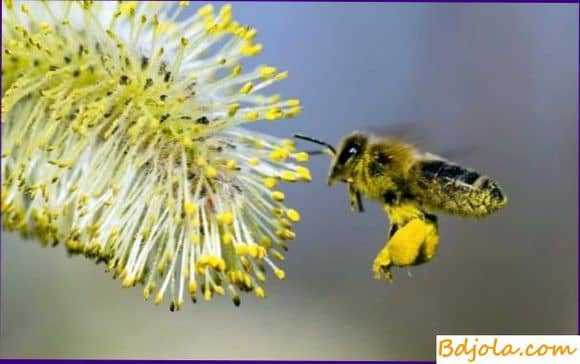 Сбор пыльцы и нектара пчелами и опыление растений