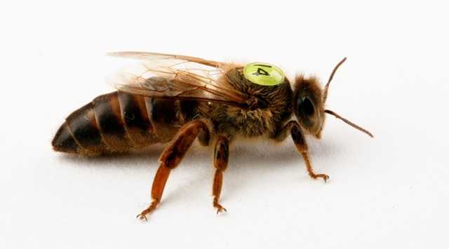Описание и особенности пчел бакфаст