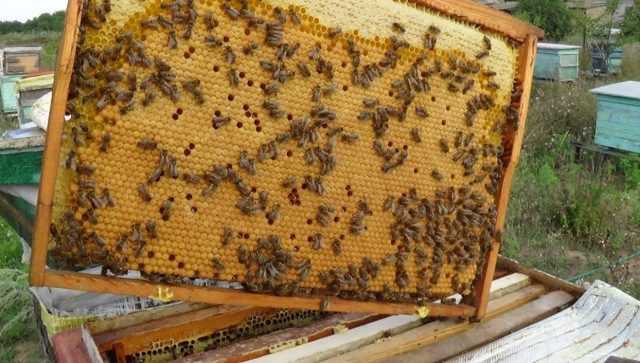 Как пчелы делают мед: этапы и краткое описание процесса