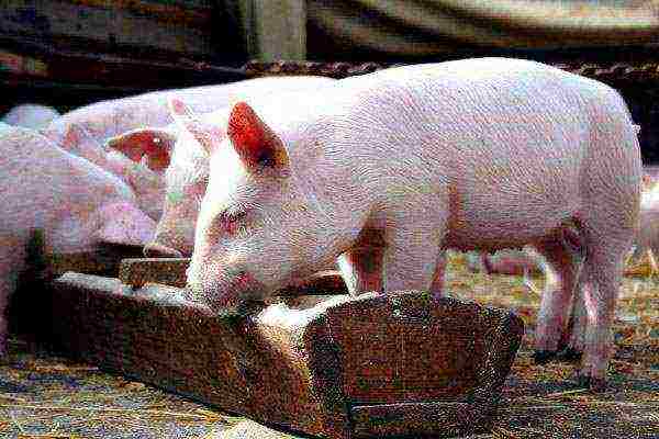 Как организовать опорос свиней в первый раз