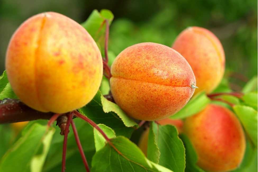 Особенности выращивания ананасного абрикоса шалах (видео)