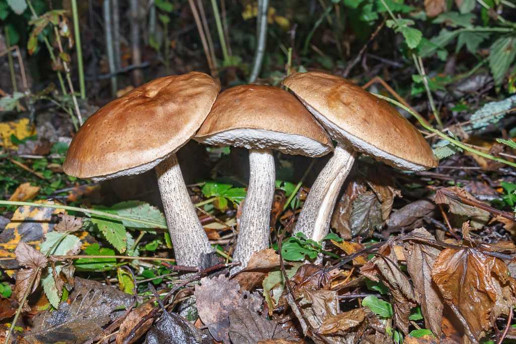 Подберезовик жестковатый – описание, лечебные свойства и противопоказания гриба