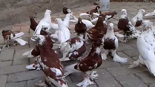 Андижанские голуби и их особенности