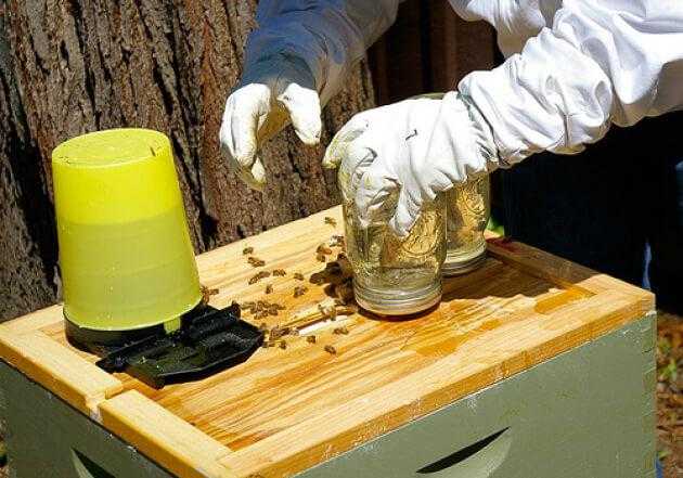 Подкормка пчел зимой: чем и как кормить (канди, медом в пакетах, сахарным сиропом)