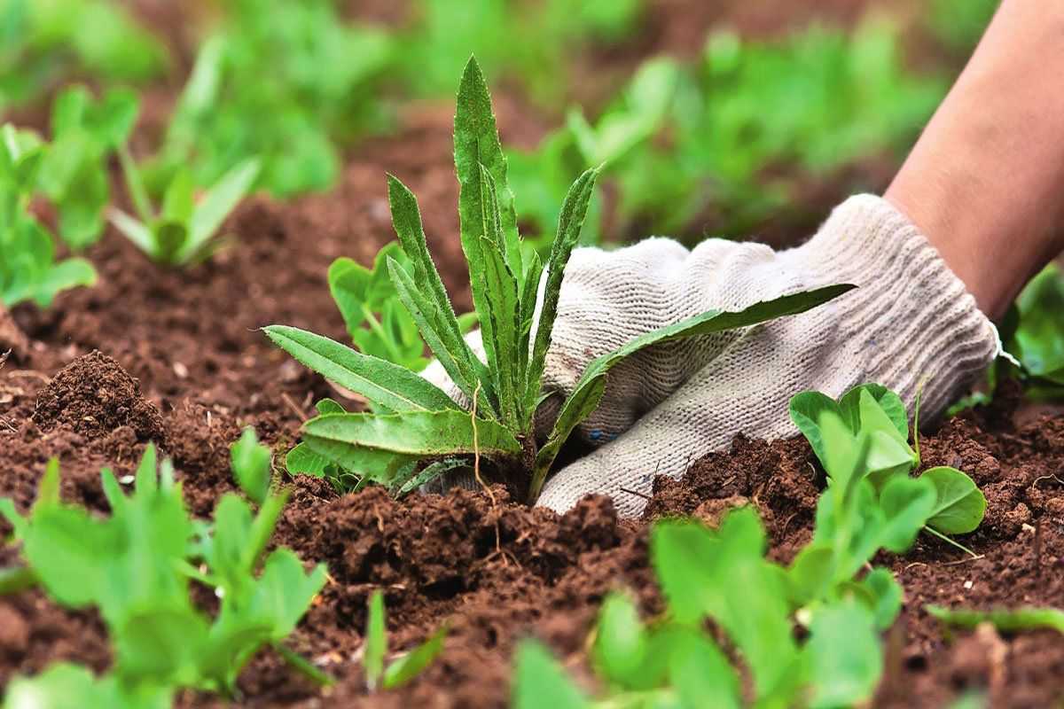 Мокрица: как избавиться от сорняка на участке огорода