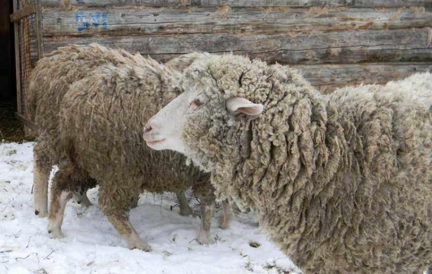 Эдильбаевская порода овец: обзор, продуктивные характеристики