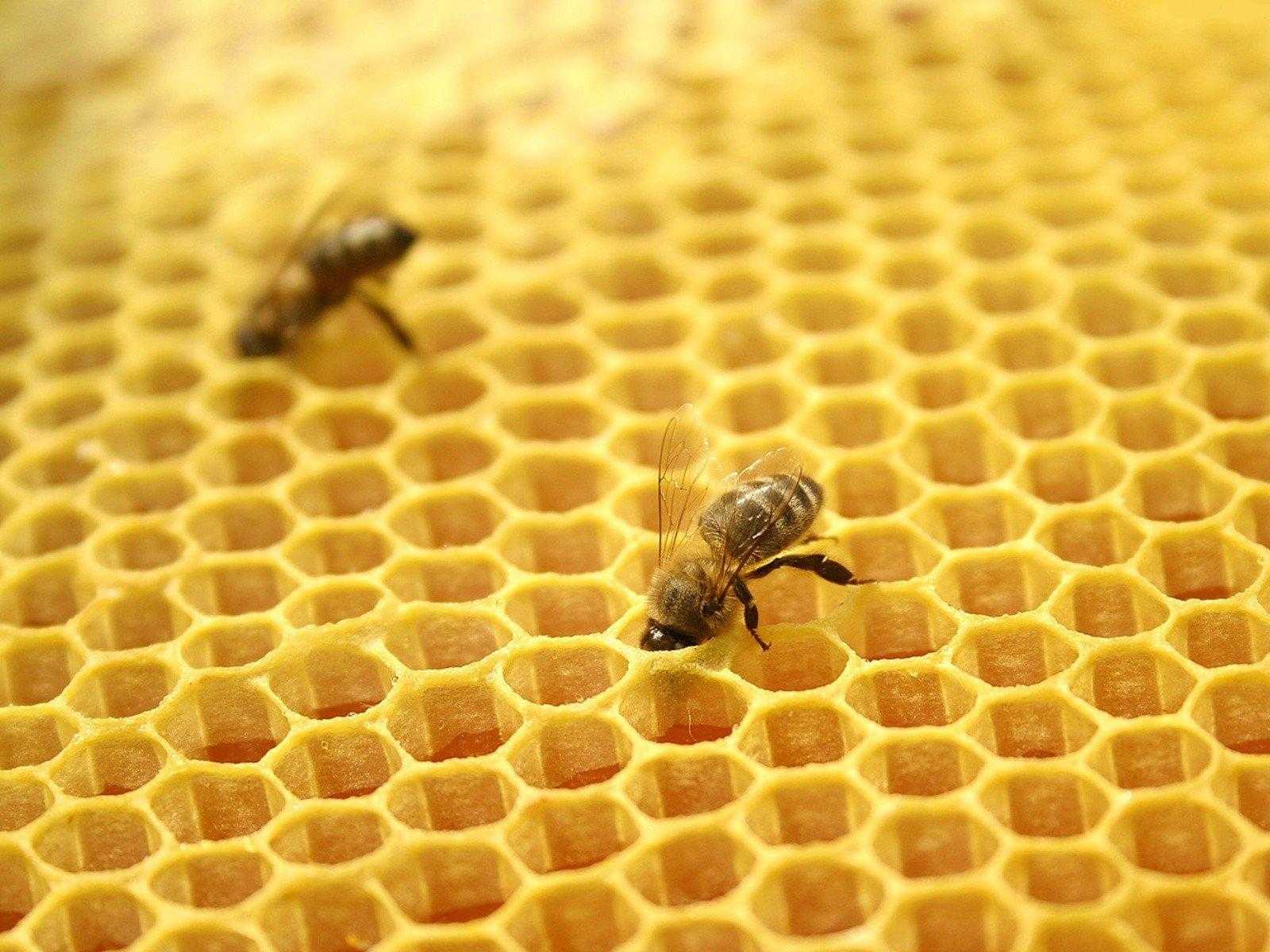 Пчеловодство как бизнес: план и рекомендации, преимущества и недостатки