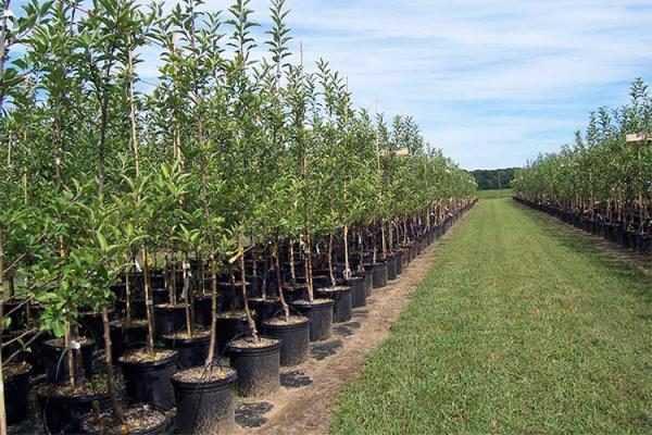 Как правильно посадить саженцы плодовых деревьев осенью