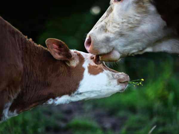 Как определить стельность у коровы? тест на определение стельности