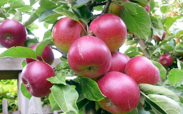 Сорт яблони васюган колоновидная – описание, фото
