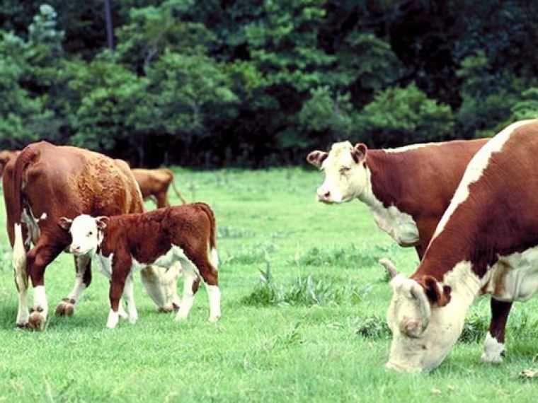 Герефордская порода коров: характеристика, отзывы