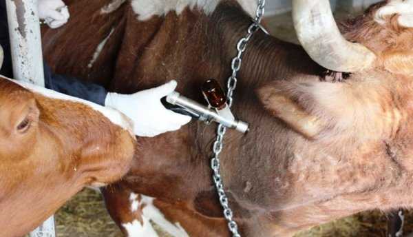 Защита здоровья телят в хозяйствах с высокопродуктивным молочным скотом.
