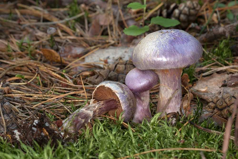Паутинник фиолетовый: необычный и редкий гриб из красной книги