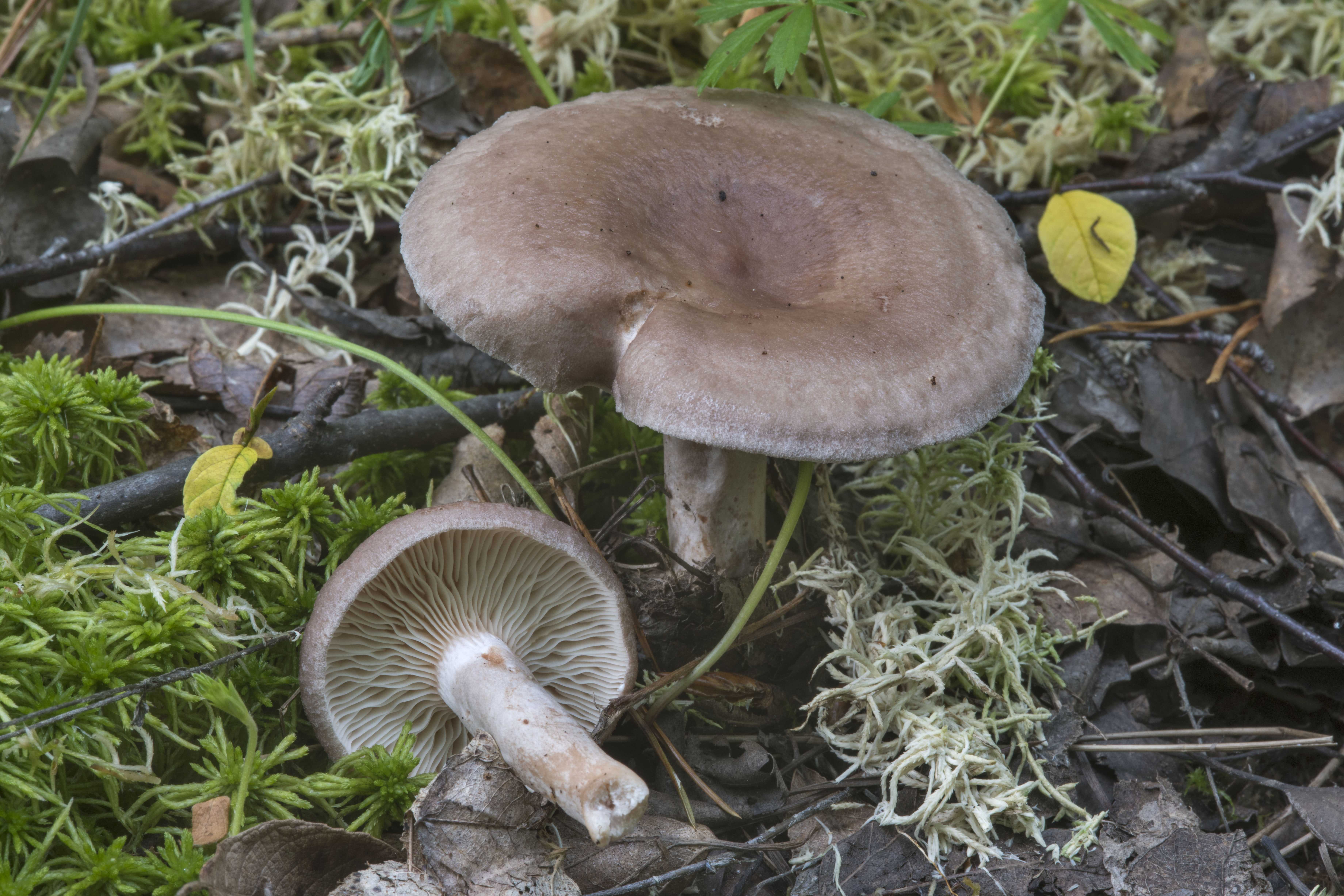 В каких лесах растут грибы грузди: видео, где искать белые и черные грузди