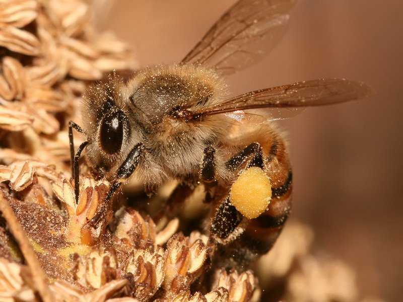 Карпатская порода пчел, особенности разведения и содержания
