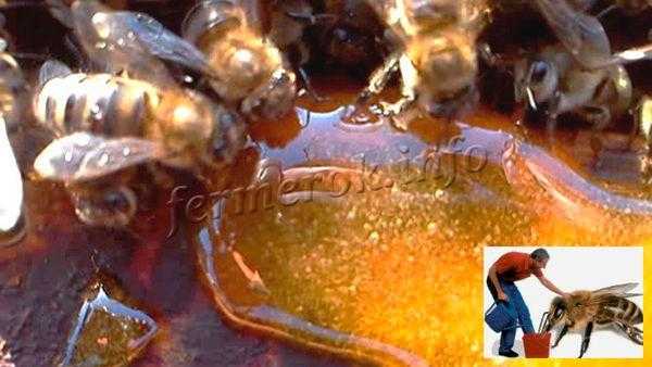 Подкормка пчел на зиму сахарным сиропом — излагаем главное