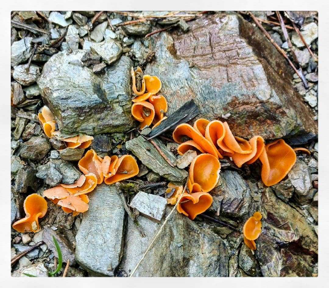 Названия и описание фиолетовых грибов (+23 фото)