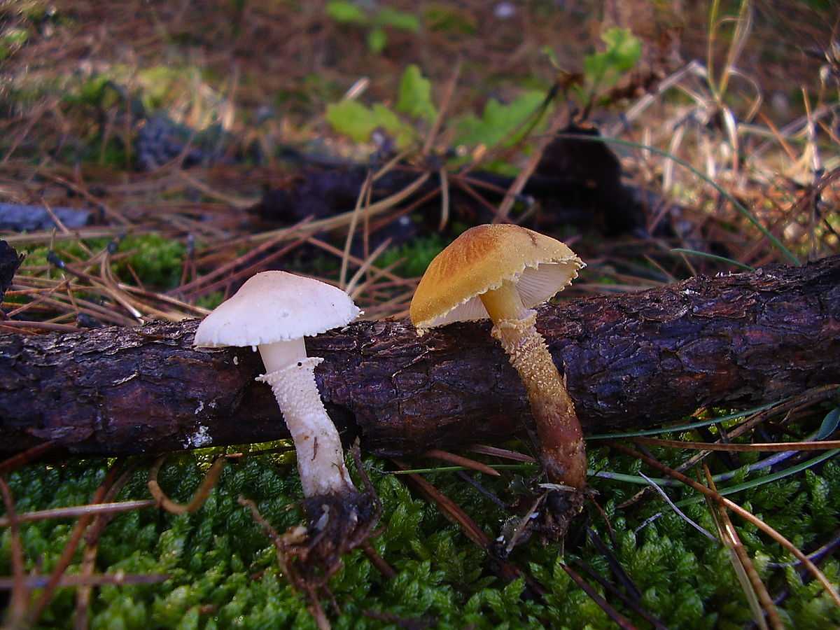 Читать книгу полная энциклопедия грибов татьяны лагутиной : онлайн чтение - страница 20