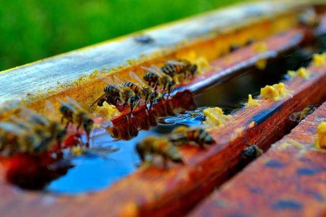 Подкормка пчел зимой: чем и как правильно их кормить