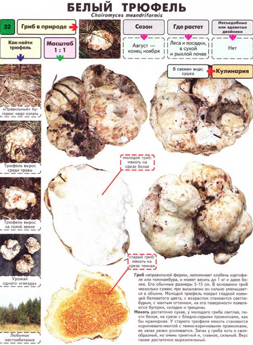 Трюфель итальянский – бриллиантовый гриб