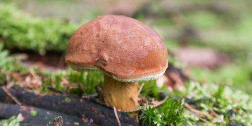 Моховик — описание, как выглядит гриб с фото; польза, вред, противопоказания; использование в кулинарии